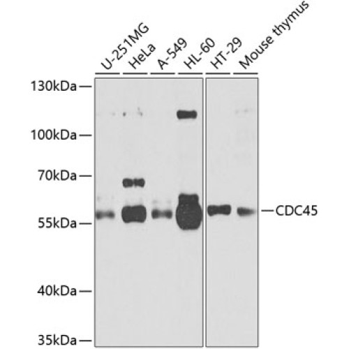 CDC45 Rabbit pAb