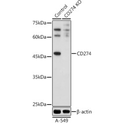 [KO Validated] CD274 Rabbit pAb