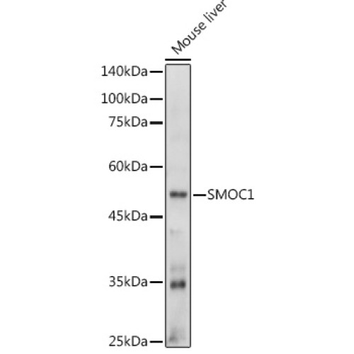 SMOC1 Rabbit pAb