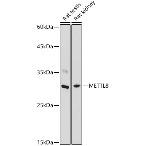METTL8 Rabbit pAb