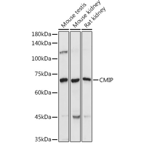 CMIP Rabbit pAb