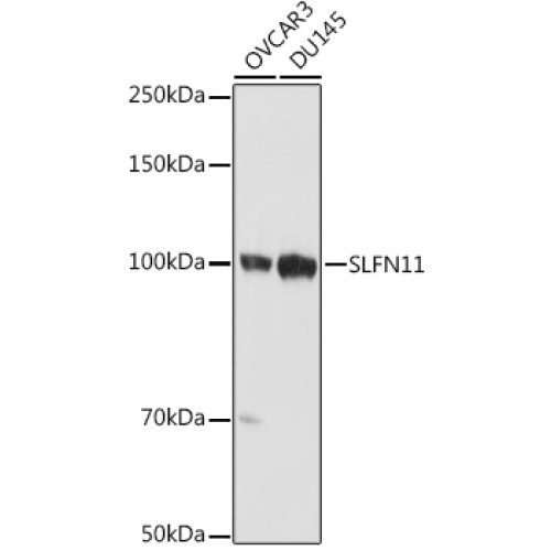 SLFN11 Rabbit pAb