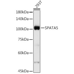 SPATA5 Rabbit pAb