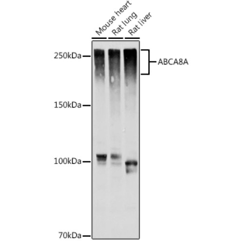 ABCA8A Rabbit pAb