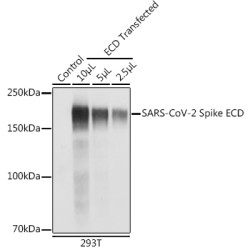 SARS-CoV-2 Spike ECD Rabbit pAb