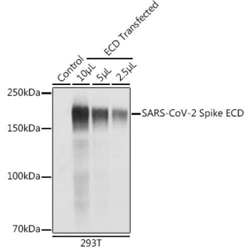 SARS-CoV-2 Spike ECD Rabbit pAb