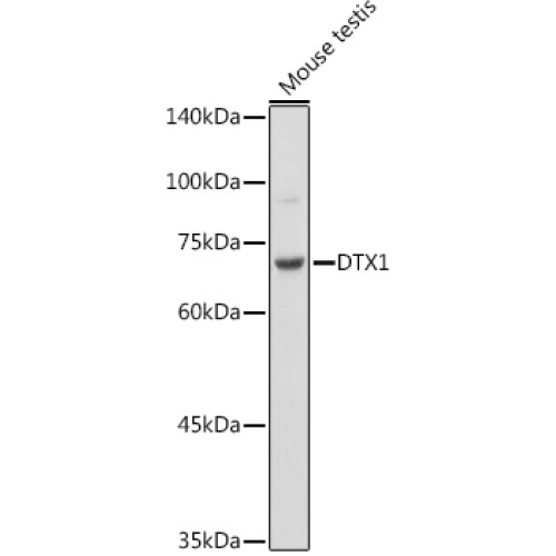 DTX1 Rabbit pAb