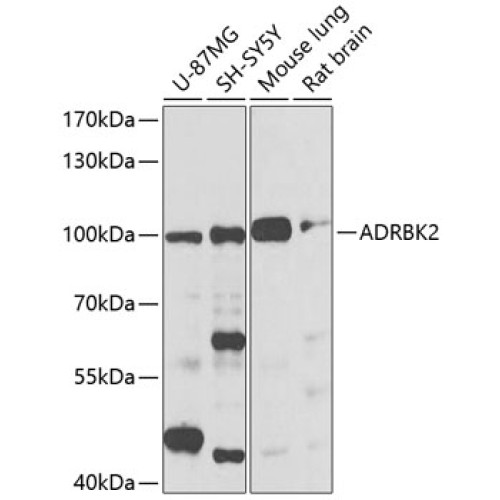 ADRBK2 Rabbit pAb