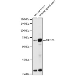 MED26 Rabbit pAb