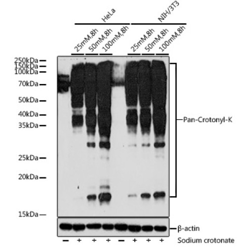 Pan-Crotonyl-K Rabbit pAb