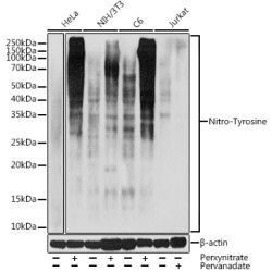 Nitro-Tyrosine Rabbit pAb