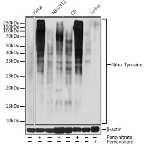 Nitro-Tyrosine Rabbit pAb