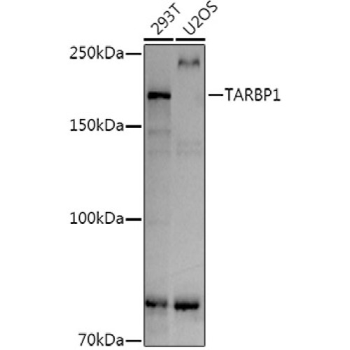 TARBP1 Rabbit pAb