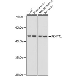 PKMYT1 Rabbit pAb