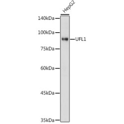 UFL1 Rabbit pAb
