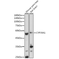 CYP39A1 Rabbit pAb
