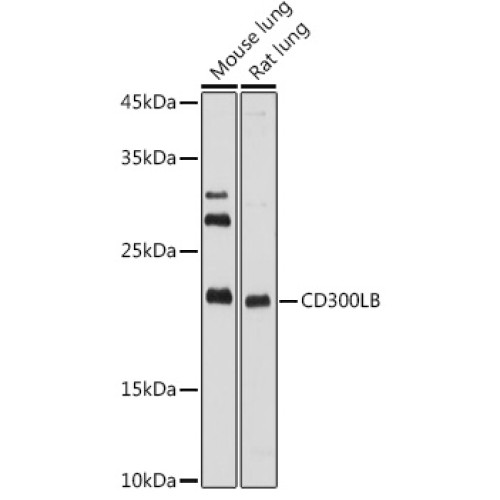 CD300LB Rabbit pAb
