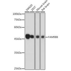 FAM98B Rabbit pAb