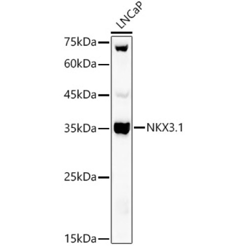 NKX3.1 Rabbit pAb