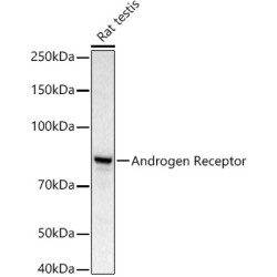 Androgen Receptor Rabbit pAb
