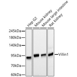 Villin1 Mouse mAb