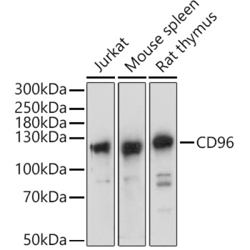 CD96 Rabbit pAb