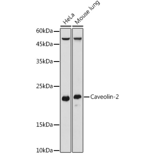 Caveolin-2 Rabbit pAb