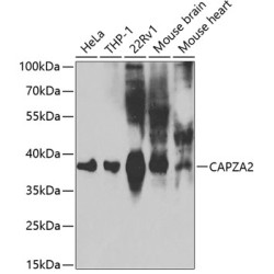 CAPZA2 Rabbit pAb