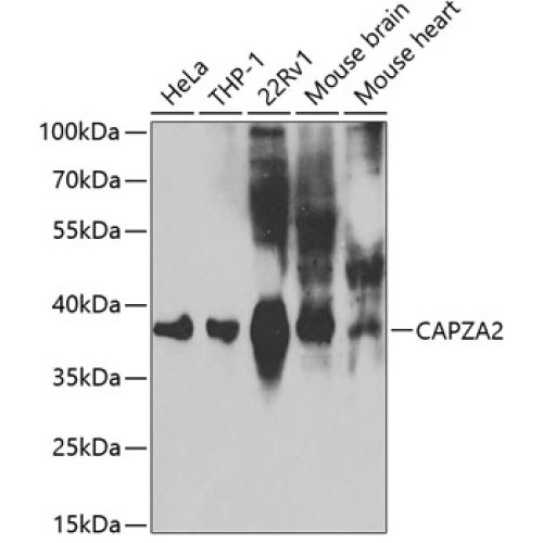 CAPZA2 Rabbit pAb