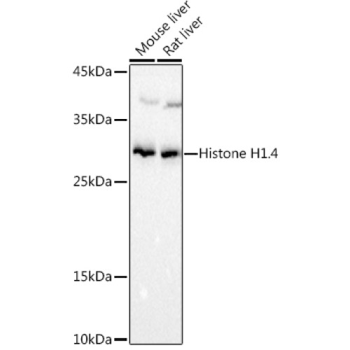 Histone H1.4 Rabbit pAb