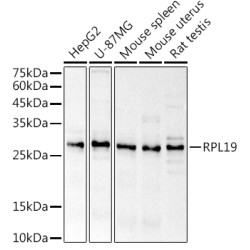 RPL19 Rabbit pAb
