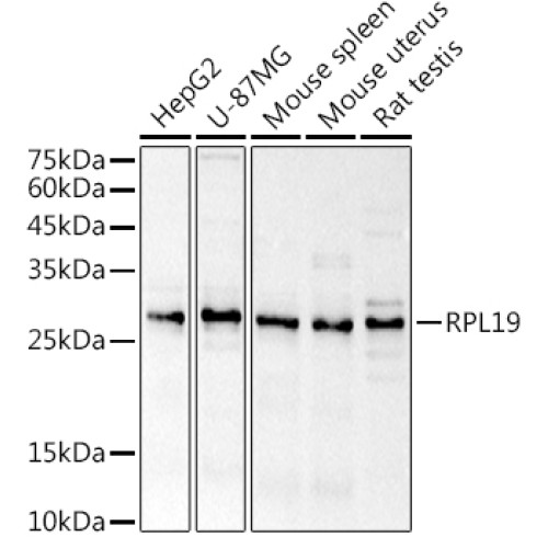 RPL19 Rabbit pAb