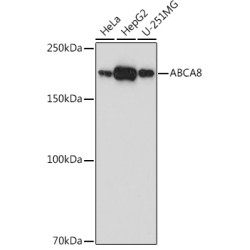 ABCA8 Rabbit pAb