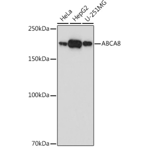 ABCA8 Rabbit pAb