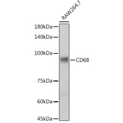 CD68 Rabbit pAb