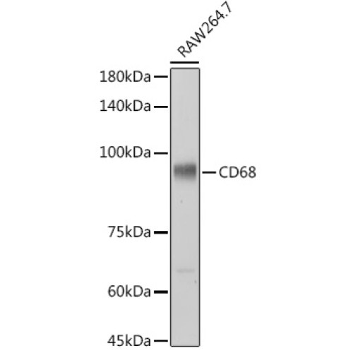 CD68 Rabbit pAb