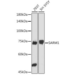 SARM1 Rabbit pAb