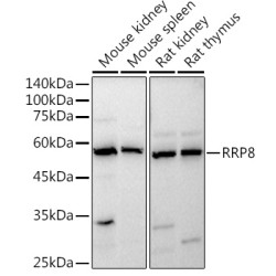 RRP8 Rabbit pAb