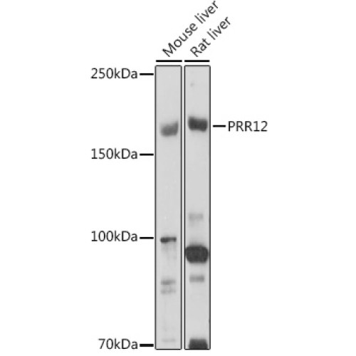 PRR12 Rabbit pAb