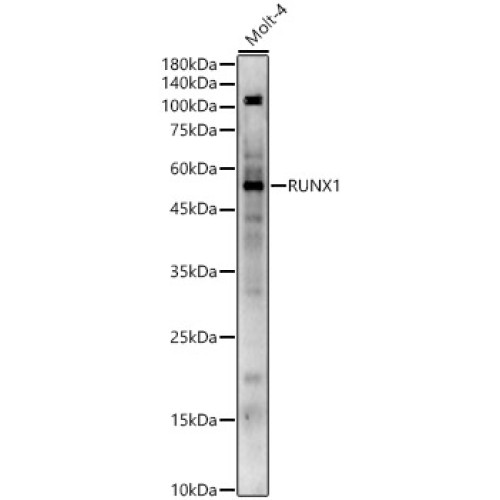 RUNX1 Rabbit pAb