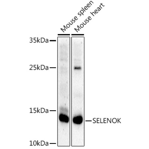 SELENOK Rabbit pAb
