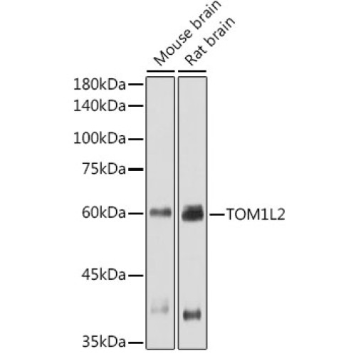 TOM1L2 Rabbit pAb