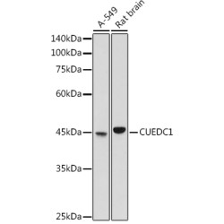 CUEDC1 Rabbit pAb