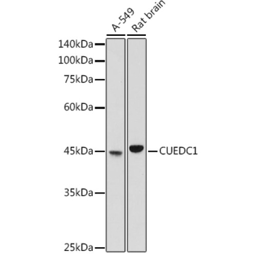 CUEDC1 Rabbit pAb