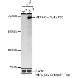 MERS-CoV Spike RBD Rabbit pAb