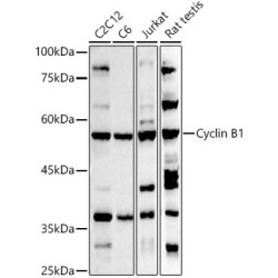Cyclin B1 Rabbit pAb