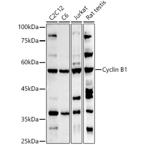 Cyclin B1 Rabbit pAb