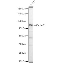 Cyclin T1 Rabbit pAb