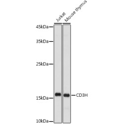 CD3H Rabbit pAb