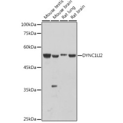 DYNC1LI2 Rabbit pAb